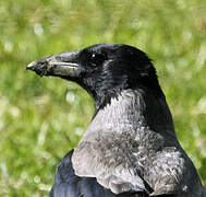 Hooded Crow