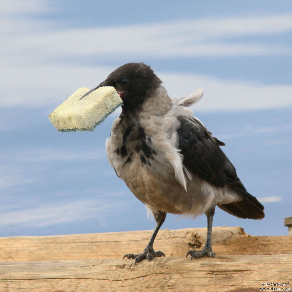 Hooded Crowadult, identification