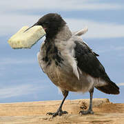 Hooded Crow