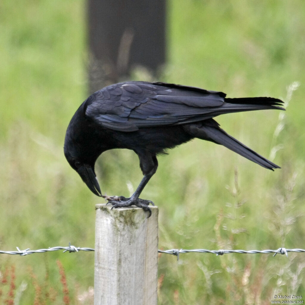 Corneille noire