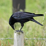 Carrion Crow