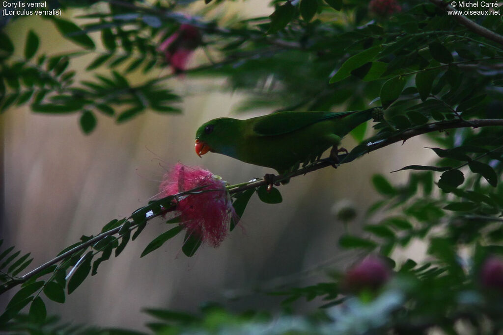 Vernal Hanging Parrot