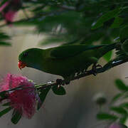 Vernal Hanging Parrot