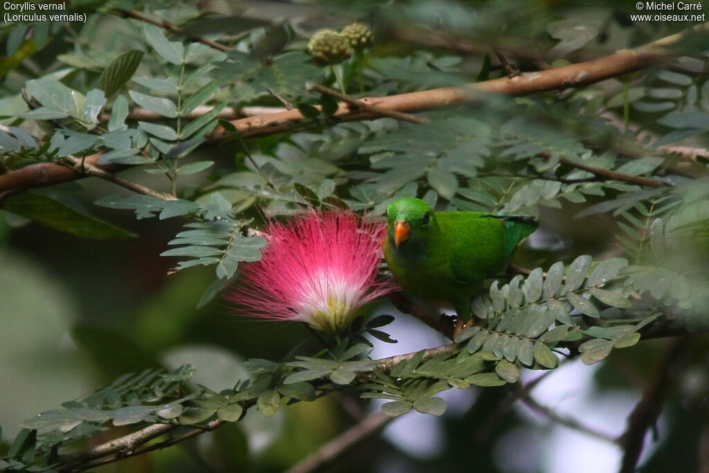 Vernal Hanging Parrot