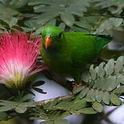 Vernal Hanging Parrot