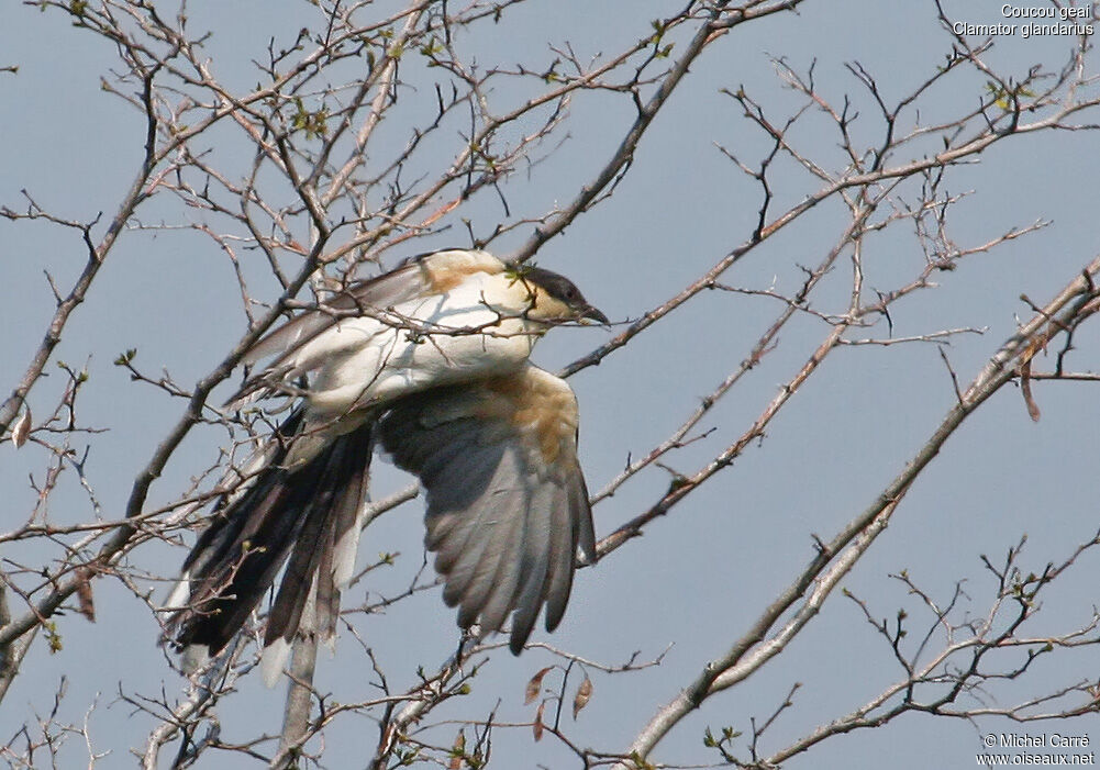 Great Spotted Cuckoojuvenile