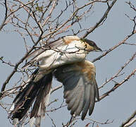 Great Spotted Cuckoo