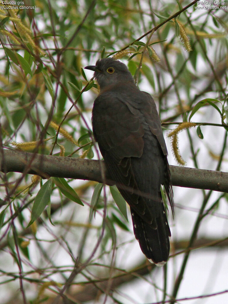 Common Cuckoo