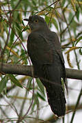 Common Cuckoo