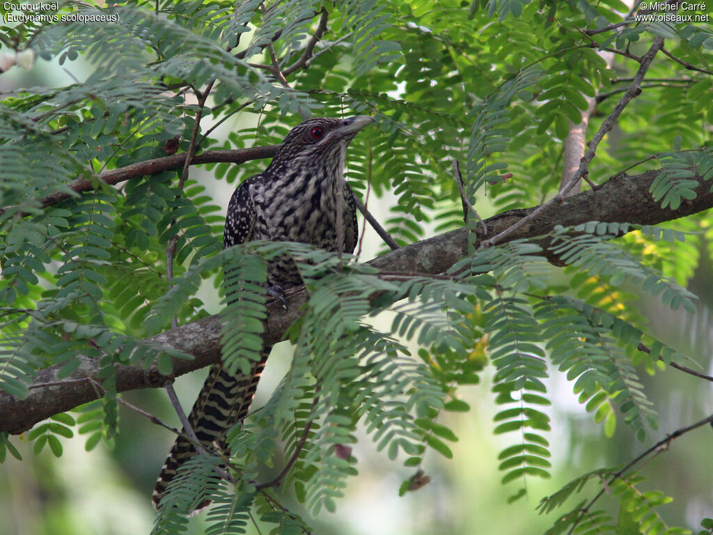 Asian Koel female adult