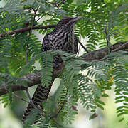 Asian Koel