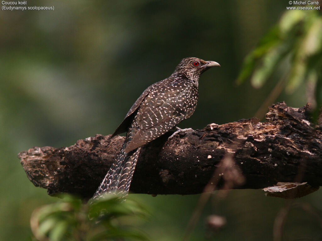 Asian Koel female adult