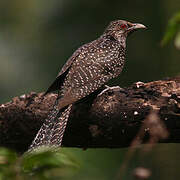 Asian Koel