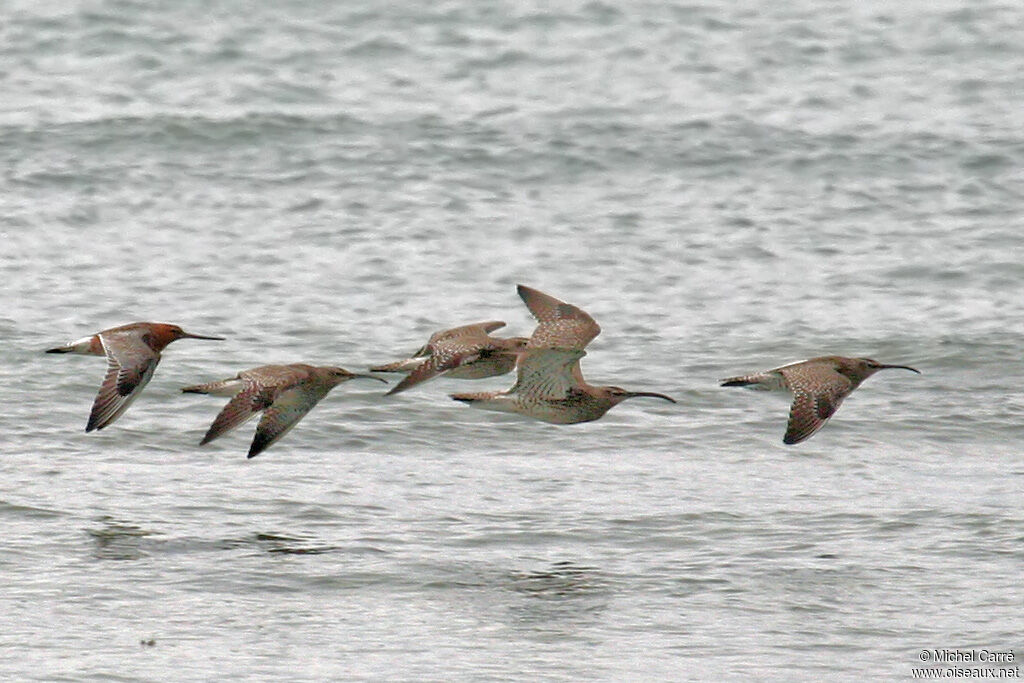 Whimbrel, Flight