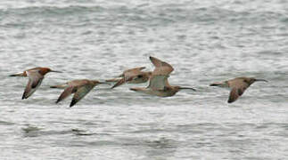 Whimbrel