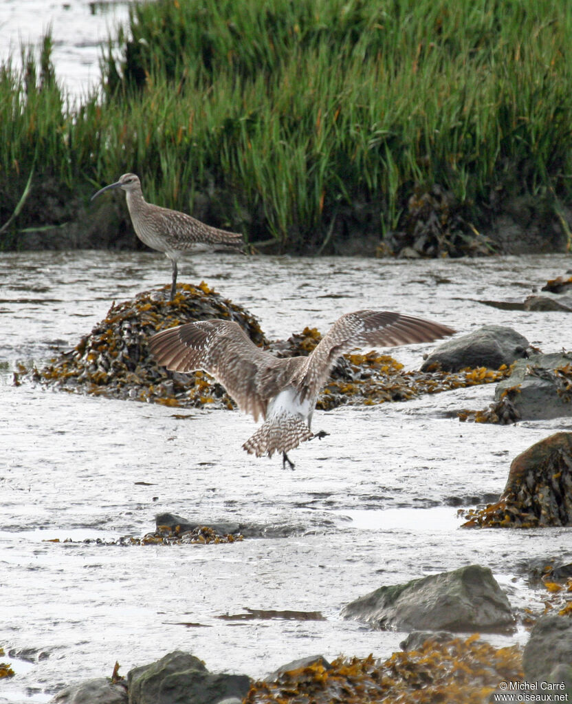 Eurasian Whimbrel