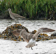 Eurasian Whimbrel