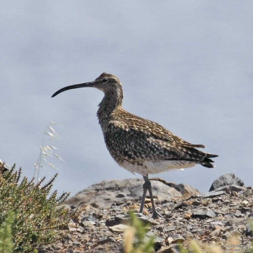 Eurasian Whimbrel