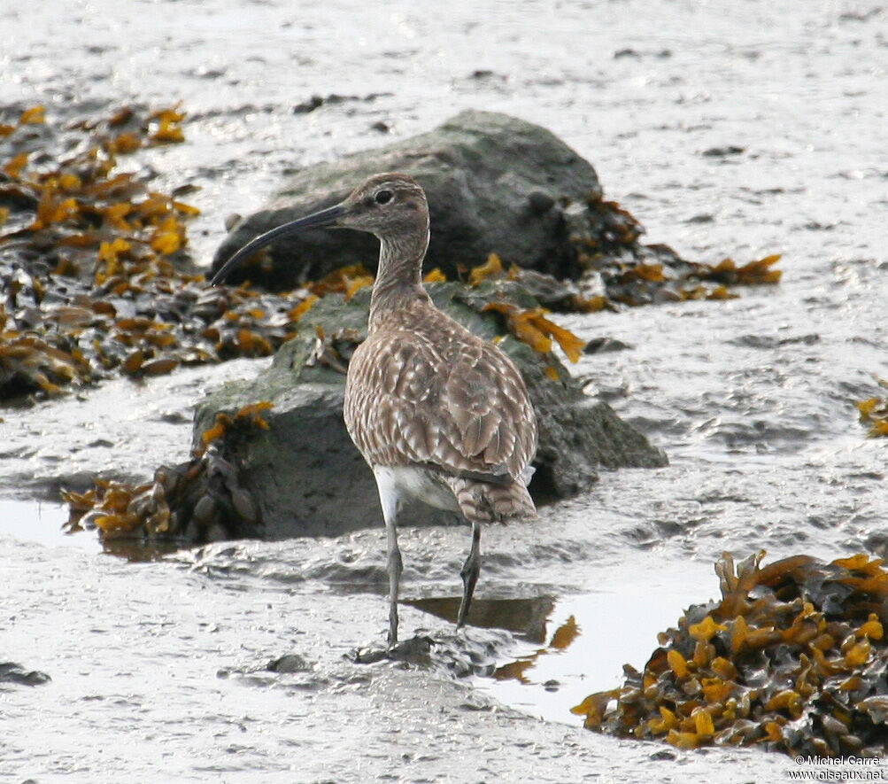 Eurasian Whimbrel