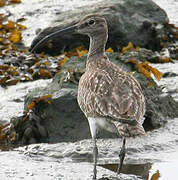 Eurasian Whimbrel