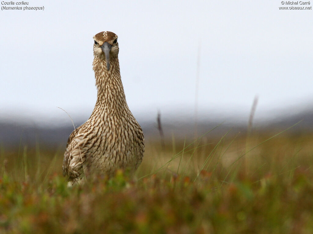 Eurasian Whimbrel