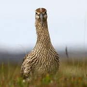 Eurasian Whimbrel