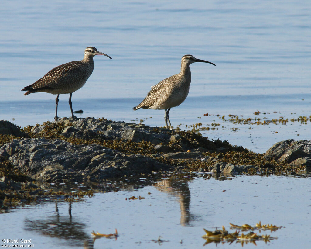 Hudsonian Whimbrel