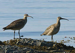 Hudsonian Whimbrel