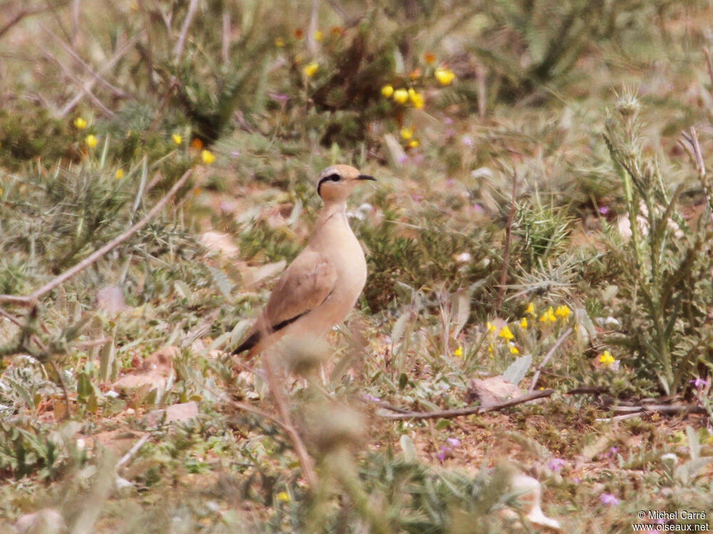 Cream-colored Courseradult