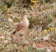 Cream-colored Courser