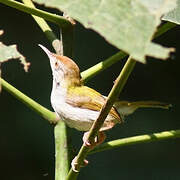 Common Tailorbird