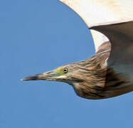 Squacco Heron