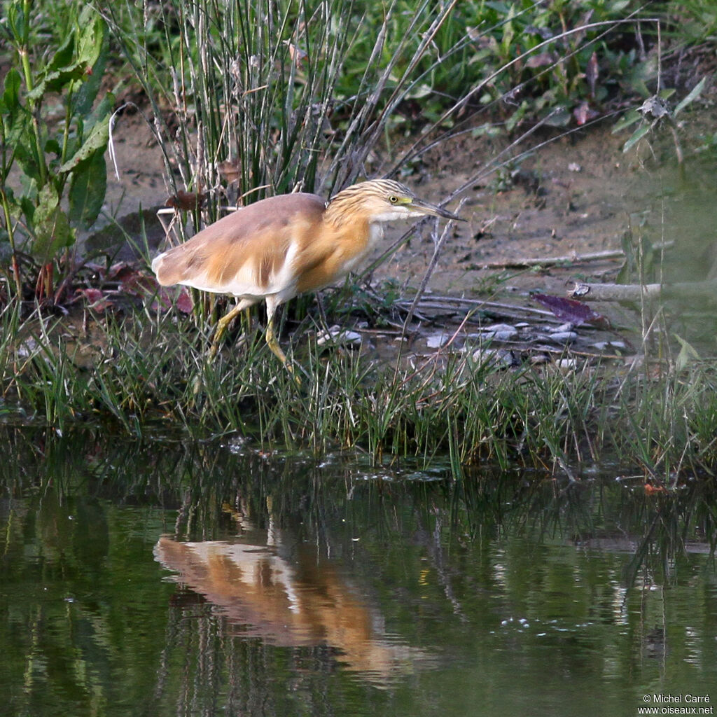 Squacco Heron