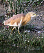 Squacco Heron