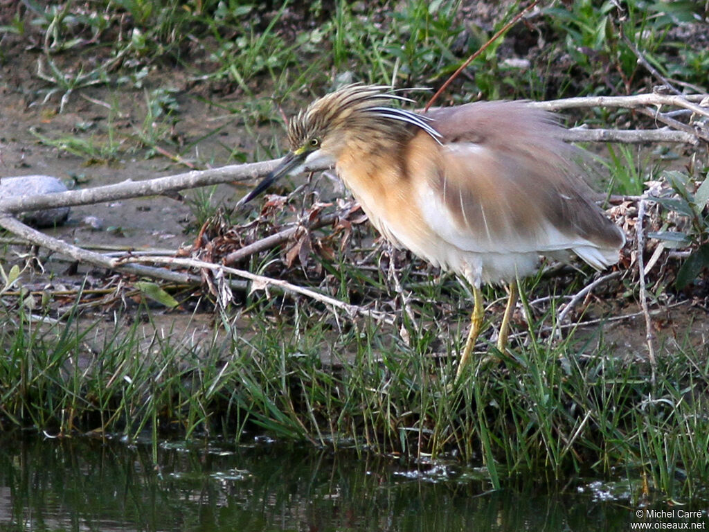 Squacco Heron