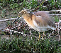 Crabier chevelu