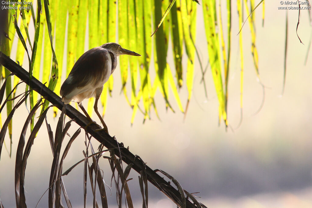 Indian Pond Heronadult