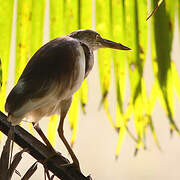 Indian Pond Heron