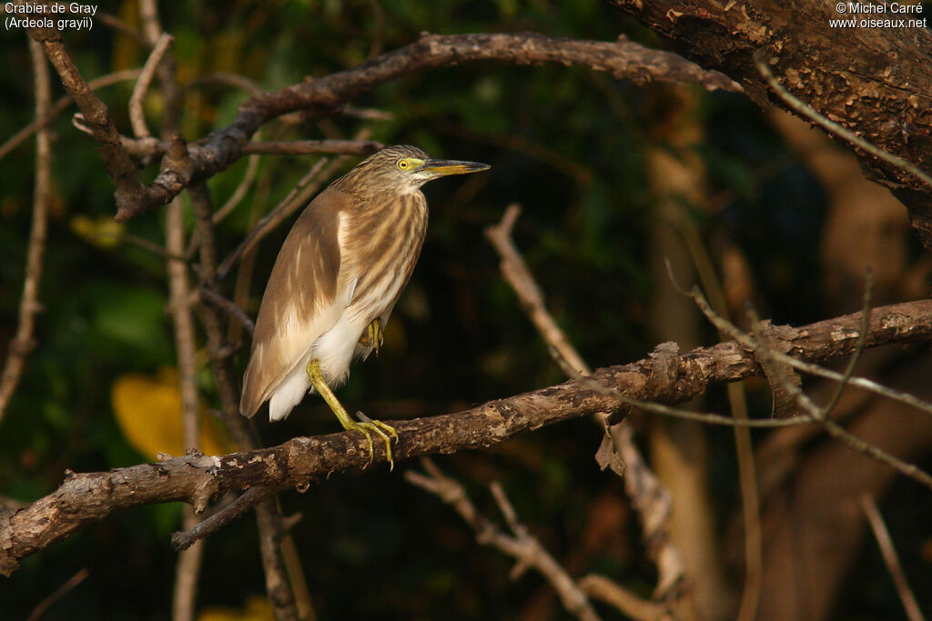 Indian Pond Heron