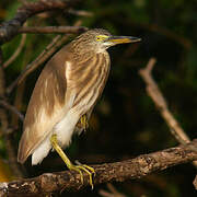 Indian Pond Heron