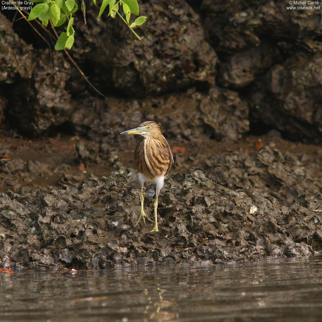 Indian Pond Heronadult post breeding