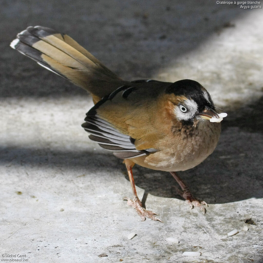 White-throated Babbler