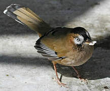 White-throated Babbler