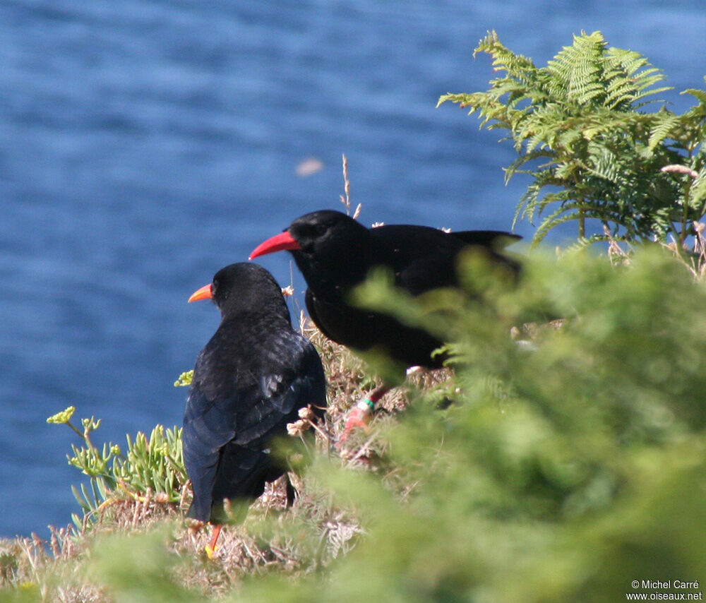 Red-billed Chough