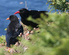 Red-billed Chough