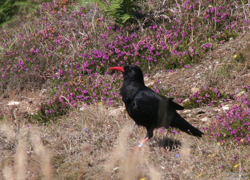 Red-billed Choughadult