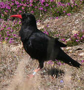 Red-billed Chough