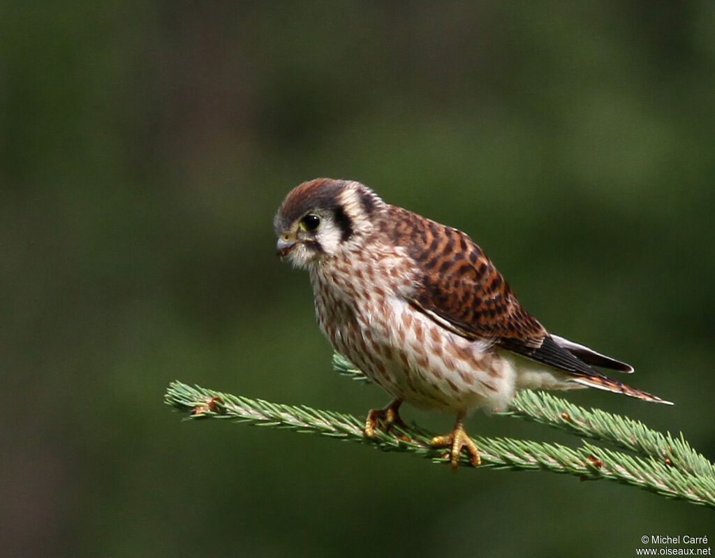 American Kestrel female adult