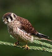 American Kestrel