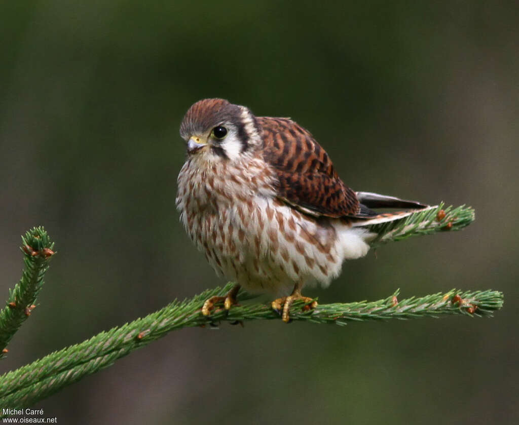 American Kestrel female adult, identification